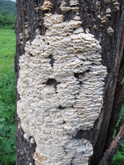Trametes membranacea