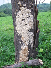 Trametes membranacea