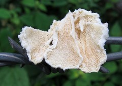 Trametes membranacea