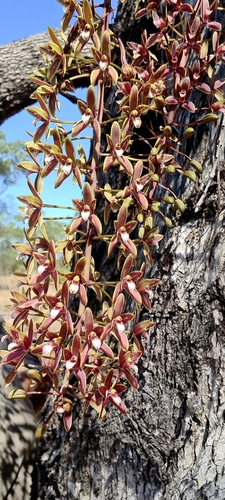 Channelled boat-lip orchid