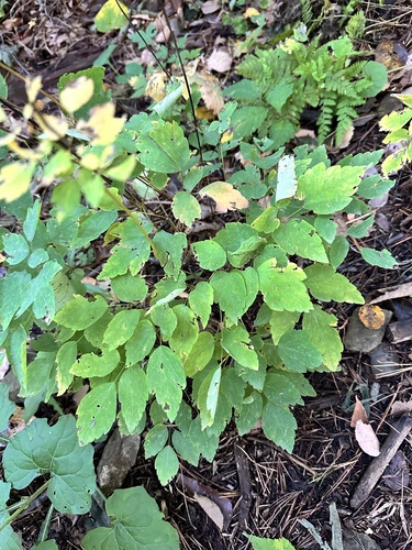 Tuberous-rooted meadow-rue (Thalictrum tuberiferum)