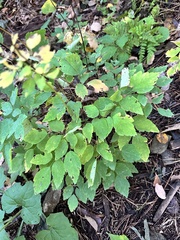 Thalictrum tuberiferum, photograph Tatyana Petrenko, CC BY, iNaturalist via GBIF