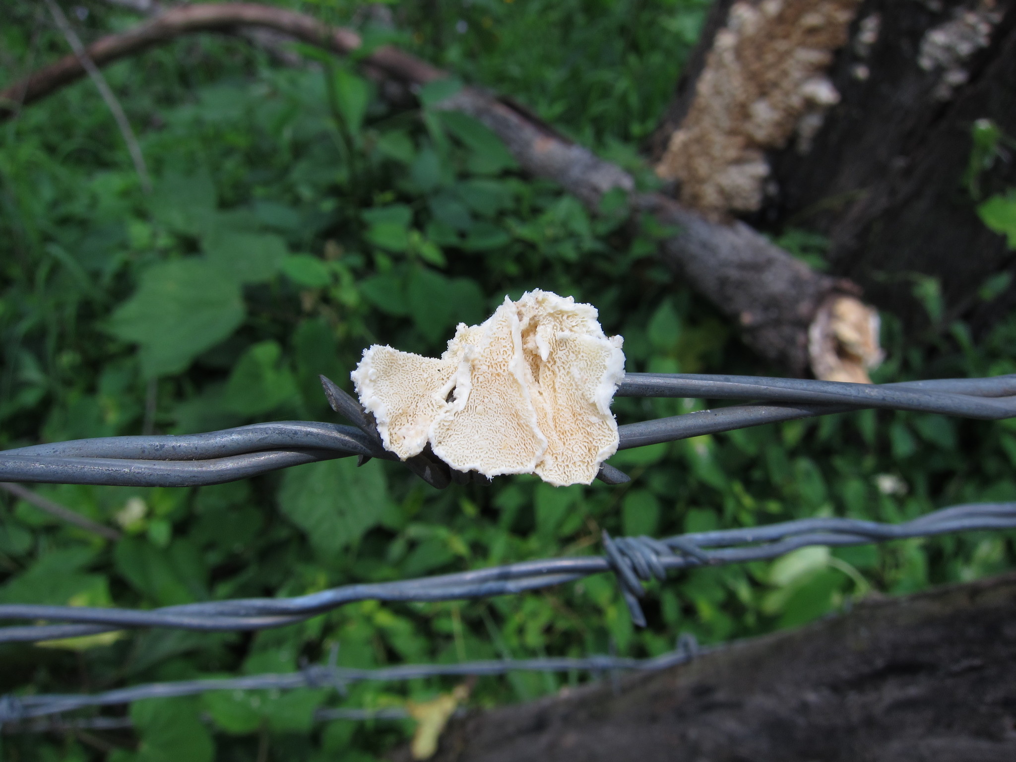 Trametes membranacea image