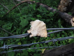Trametes membranacea