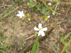 Mononeuria muscorum