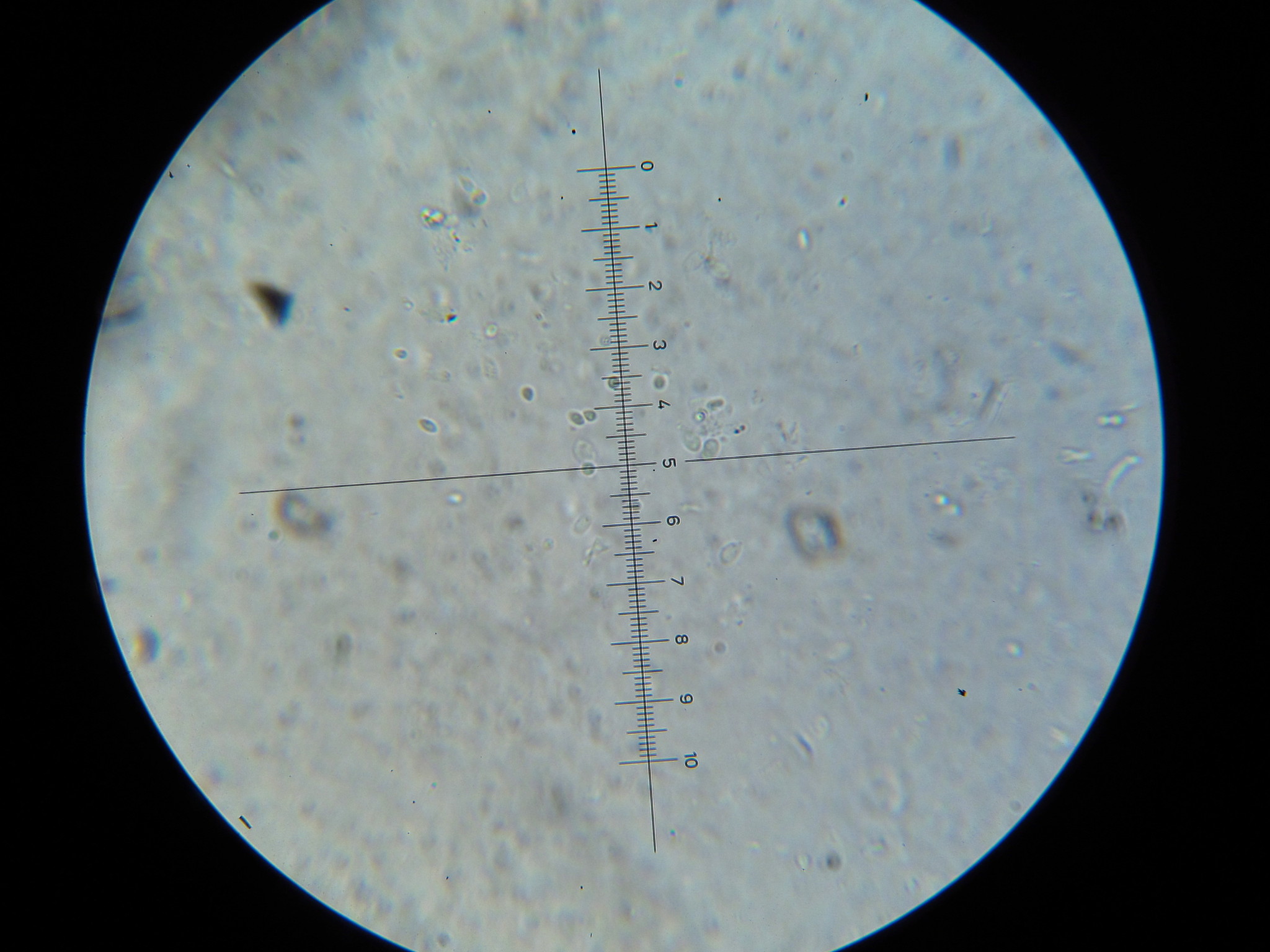 Trametes membranacea image