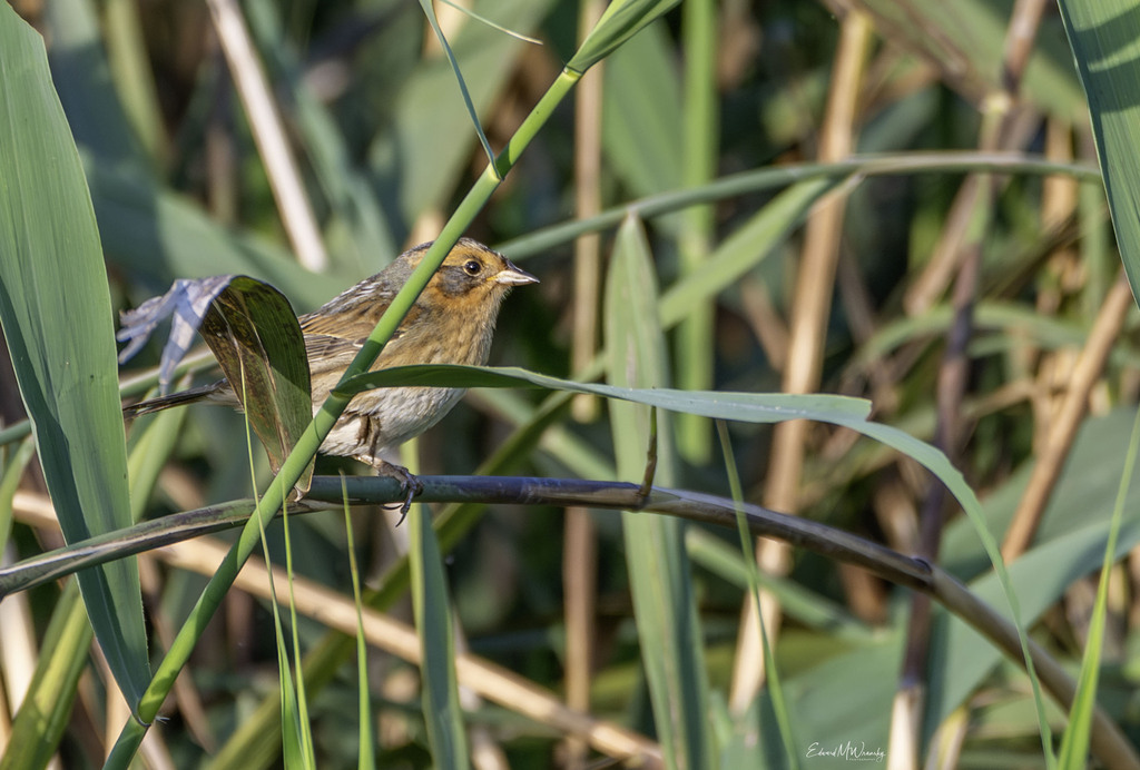 Nelson's Sharp-tailed Sparrow
