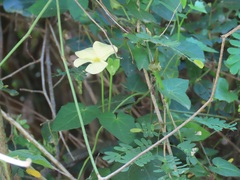 Thunbergia neglecta