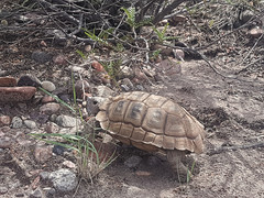 Chelonoidis chilensis