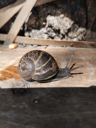 Cornu aspersum