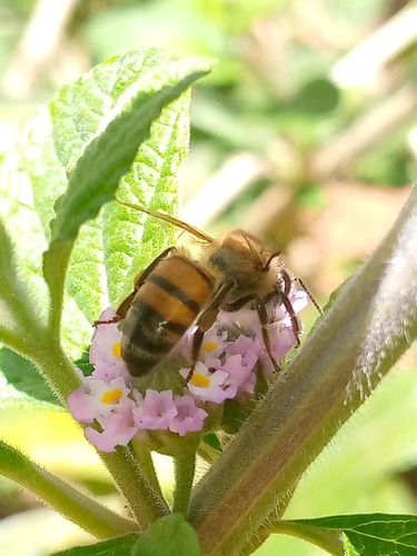 Western Honey Bee