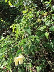 Thunbergia neglecta