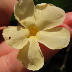 Thunbergia neglecta
