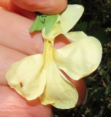 Thunbergia neglecta