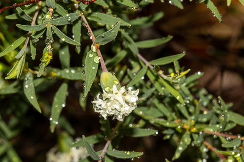 Gaunt Riceflower (Pimelea stricta)