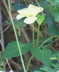 Thunbergia neglecta