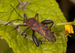 Piezogaster rubropictus