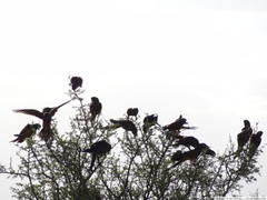 Cyanoliseus patagonus