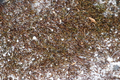 Pseudoleskeopsis claviramea