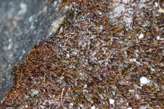 Pseudoleskeopsis claviramea