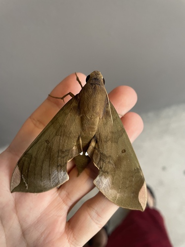Fig Sphinx photo 4