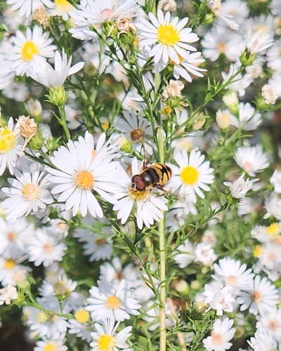 Unknown species found near Darien, IL 60561, USA