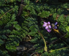 Erodium cicutarium