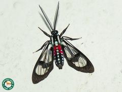 Poecilosoma eone