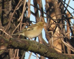 Fringilla coelebs