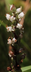 Satyrium ligulatum