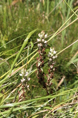 Satyrium ligulatum