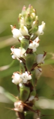 Satyrium ligulatum