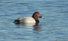 Aythya ferina