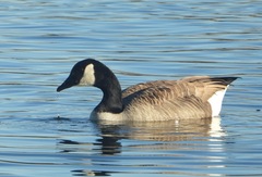 Branta canadensis
