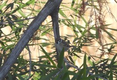 Passer montanus