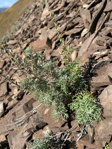 lemon sagewort (Artemisia michauxiana)
