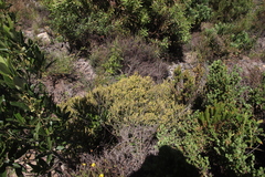 Aspalathus ericifolia ericifolia