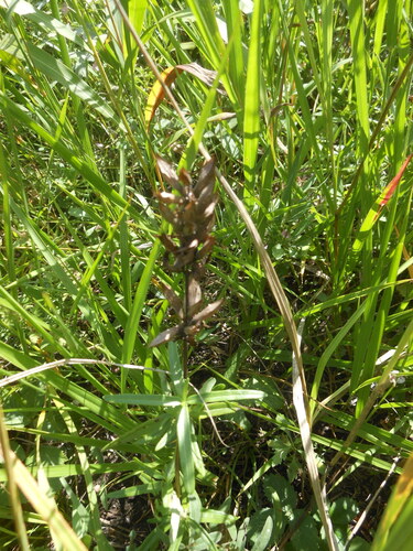 Dracocephalum argunense iNat (3)