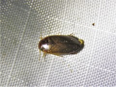 Copelatus chevrolati