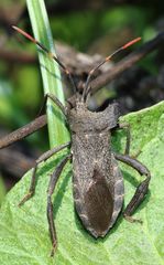 Elasmopoda