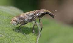 Gasteroclisus