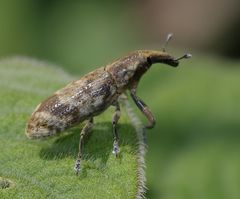 Gasteroclisus