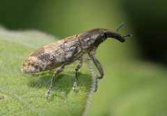 Gasteroclisus