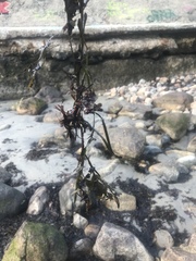 Ascophyllum nodosum
