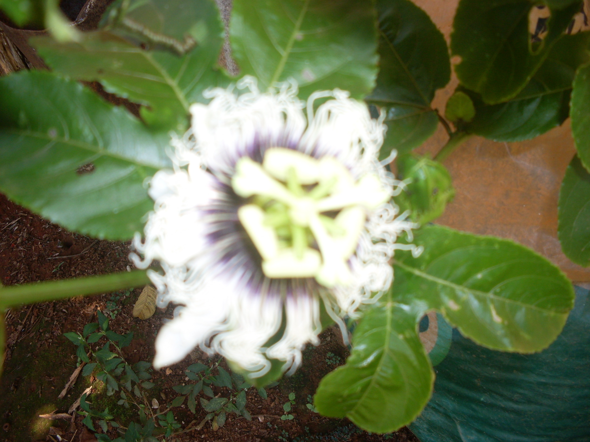 Passiflora edulis