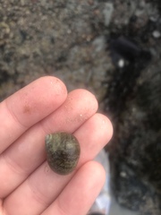 Ascophyllum nodosum