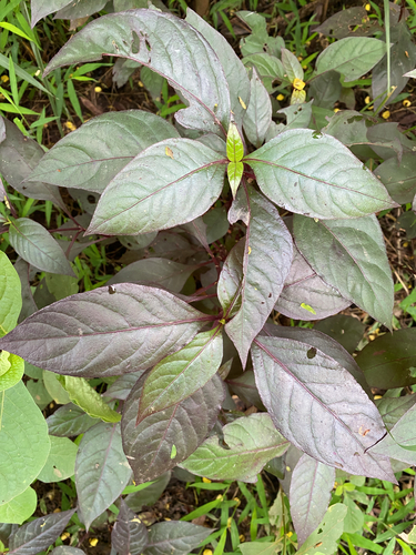 Ruby Leaf