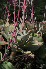 Gibbiflorae