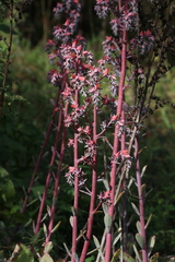 Gibbiflorae