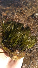 Podostemum ceratophyllum